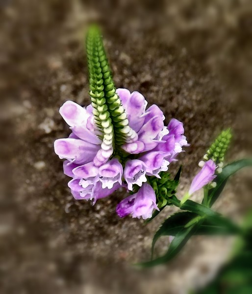 Urban Flowers (One)