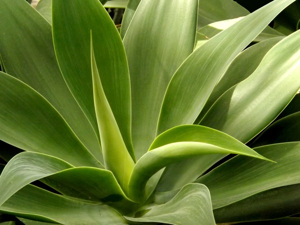 Tender Green (One)
