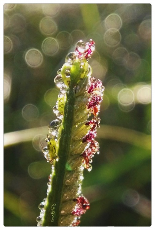 Flower Covered with Droplets