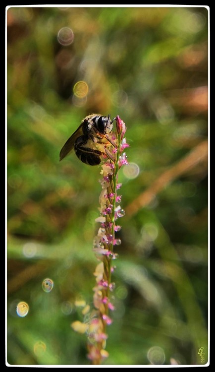 A Bee on Flowers