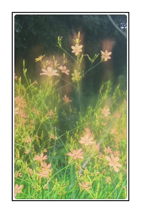 dreamy flowers