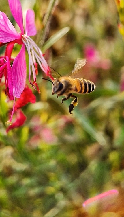 pollen collector
