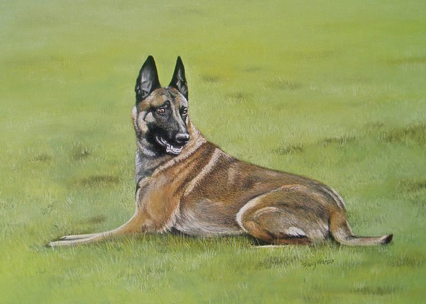 Havoc, the Malinois