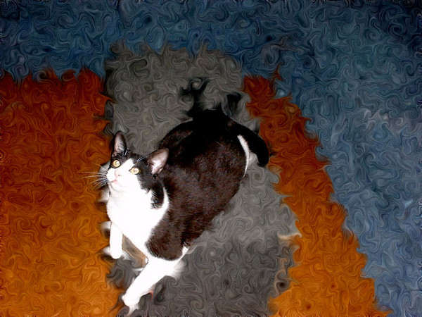 Patch Cat