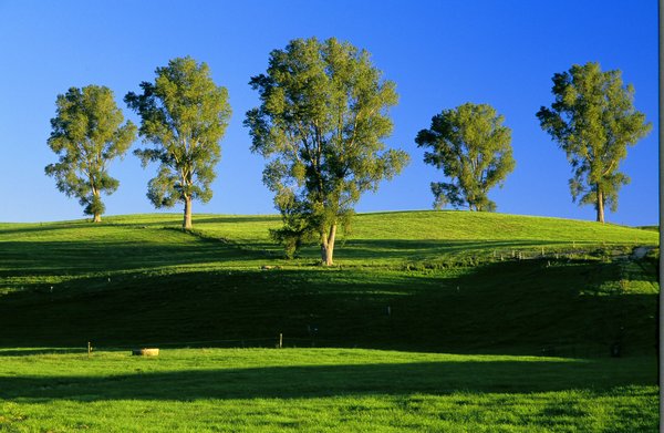 The Five Trees
