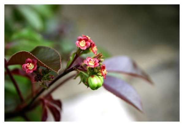 Little Bloom