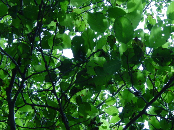 Leaves