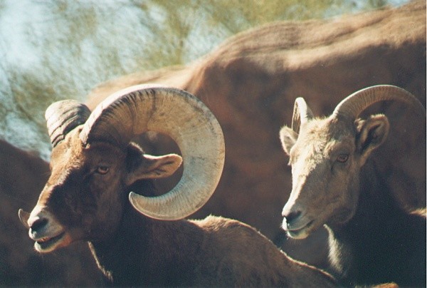 Family - Bighorn Sheep