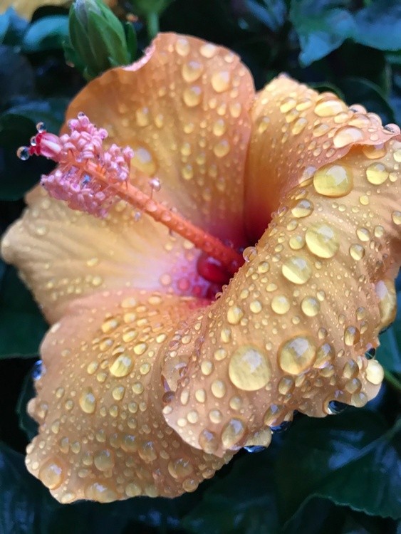 HIBISCUS IN THE RAIN