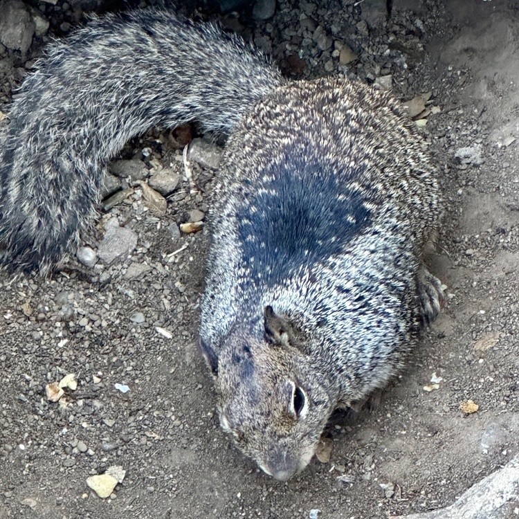 Squirrel 