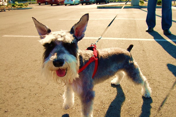 Paw autographs ...............