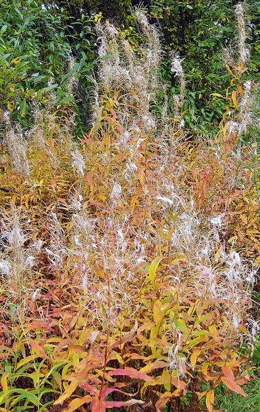 Fall Fireweed