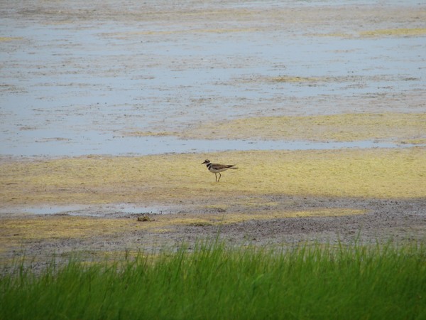 Semi-palmated Plover in saltmarsh at Plum Island