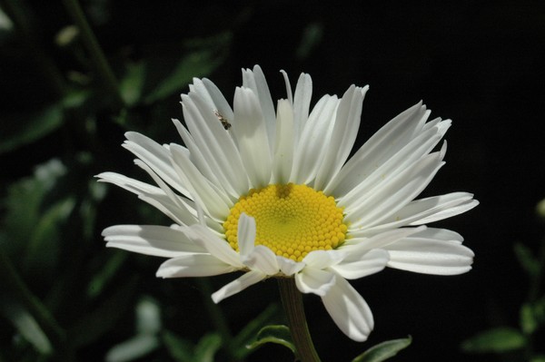 White light and shadow