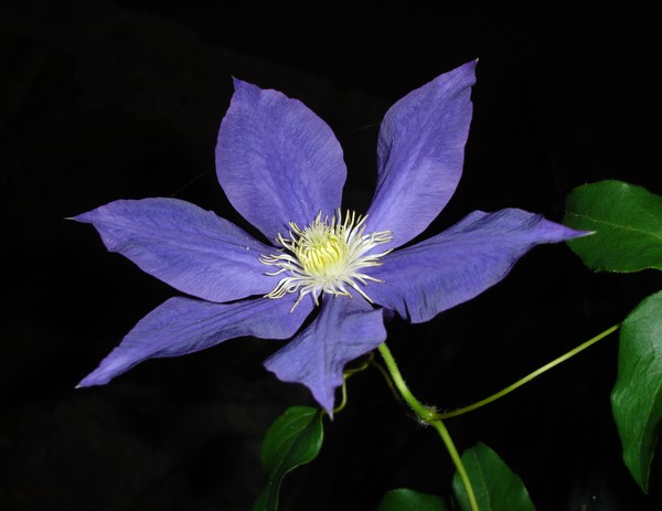 Clematis Midnight