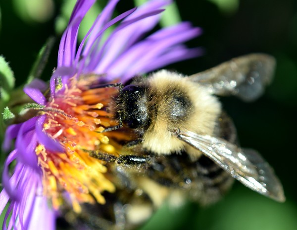 A Bee Collecting Pollen