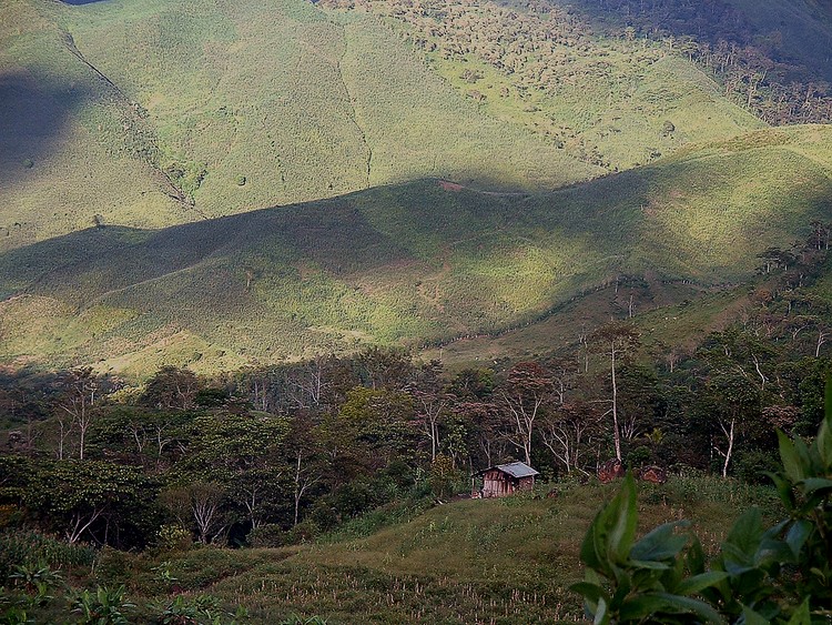 Jungle Life