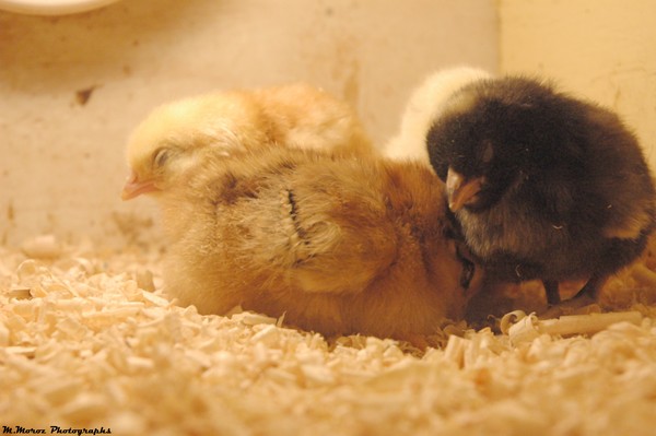 little chicks