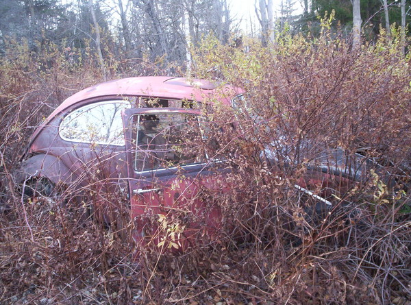 VW Bug