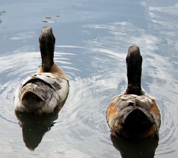 Swimming Away