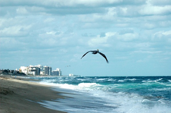 Pelican Scene