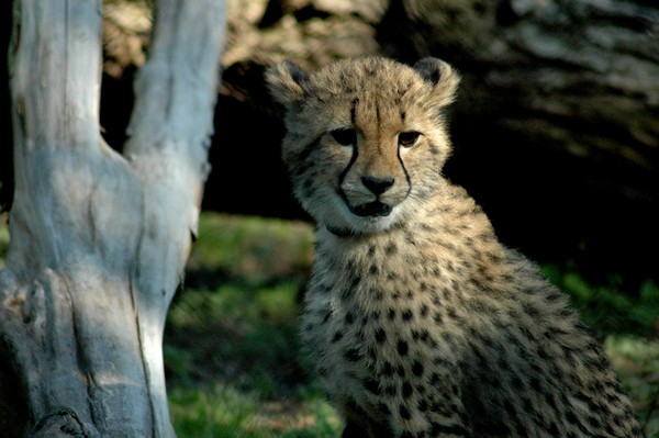 Baby Leopard Two