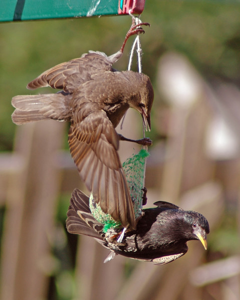 Sharing
