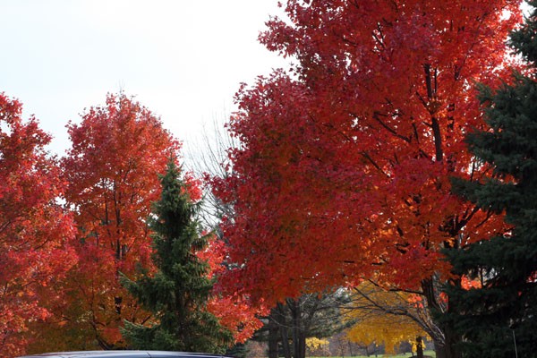 Leaves in the Fall