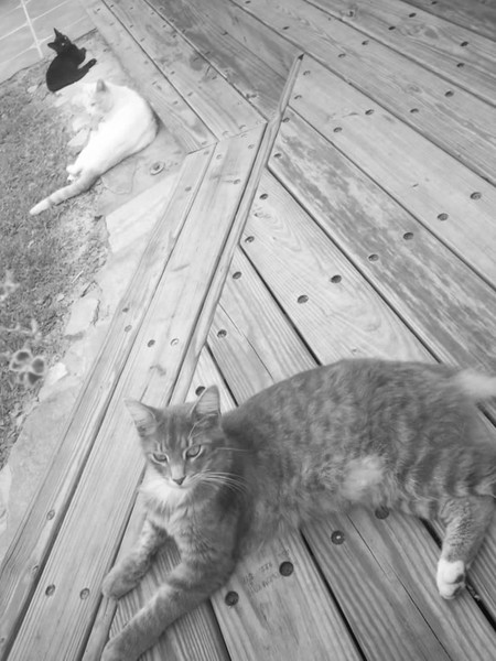 The Three Musketeers
