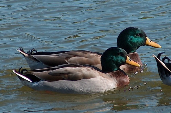 MALLARDS