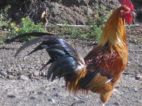  Cock-a-Doodle Dandy