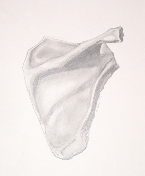 Scapula