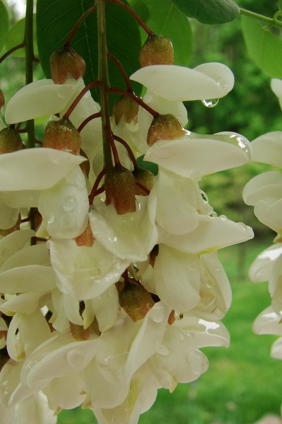 Waterfall Locust Bloom