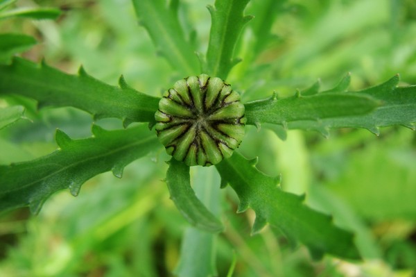Designs of Nature