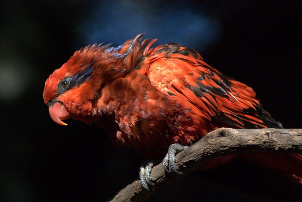 Fire Bird