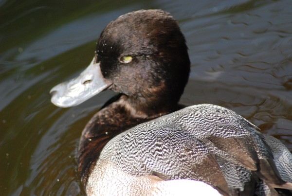 Lesser Scaup