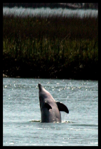 Playing Dolphin