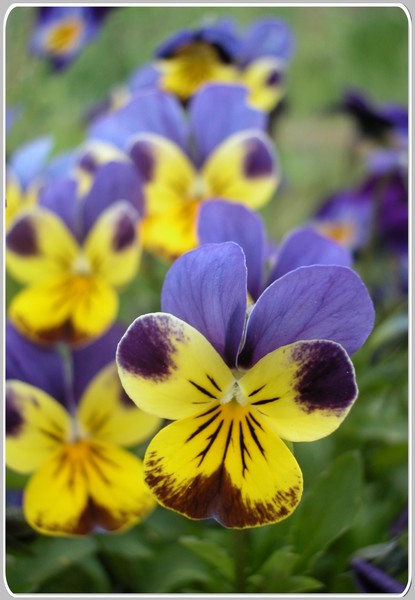 Heartsease