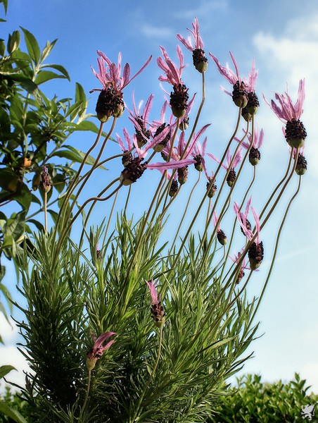 FRENCH LAVENDER