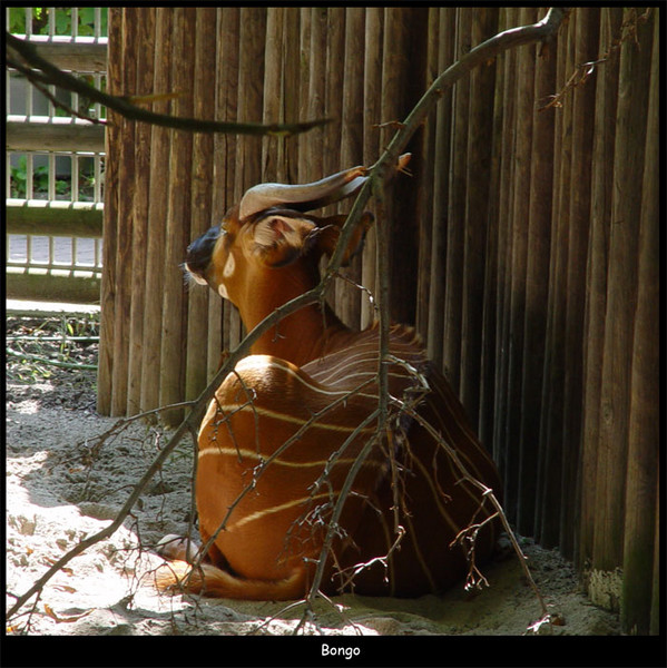 Bongo