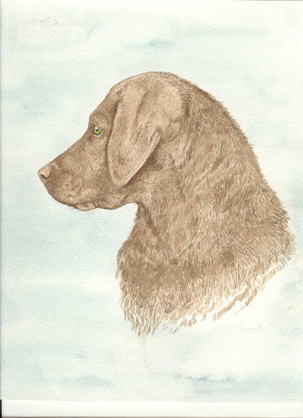 Chesapeake puppy head study
