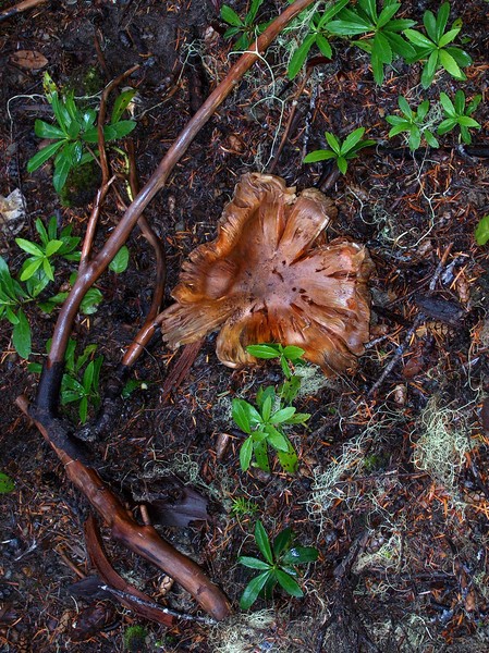 Mushrooms, Mushrooms, Everywhere!!
