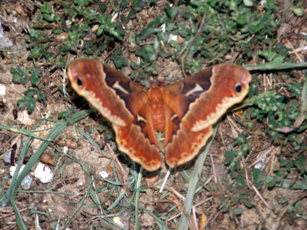 Another moth