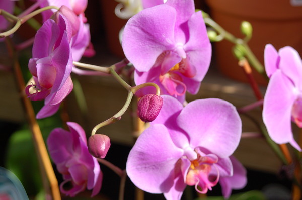 Orchid