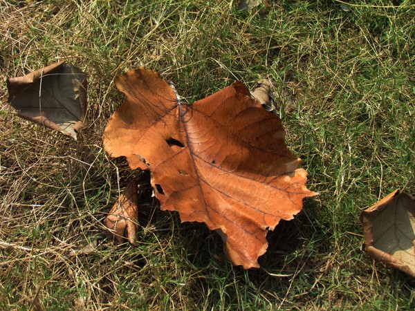 fallen beauty