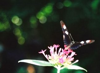 Beautiful Butterfly