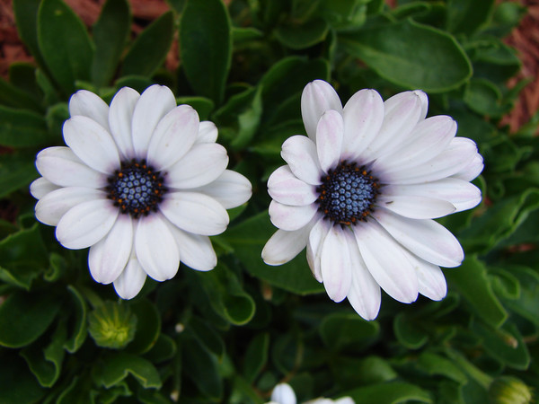 Lavender times two