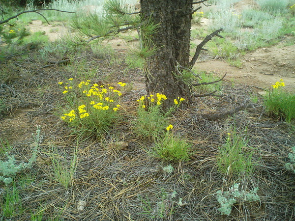 Daisies Beneath the Branches