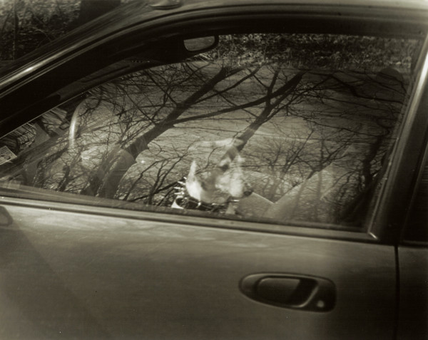 Car Dog