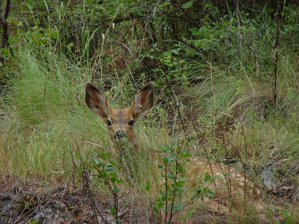 Baby Muley Deer